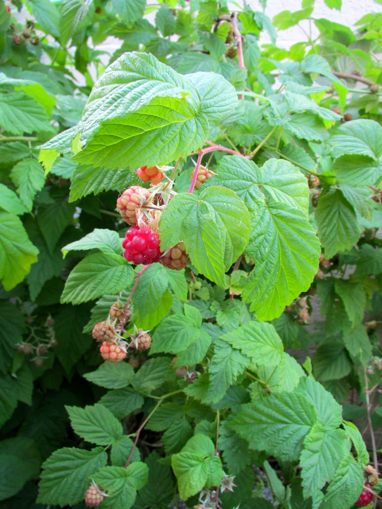 Raspberries