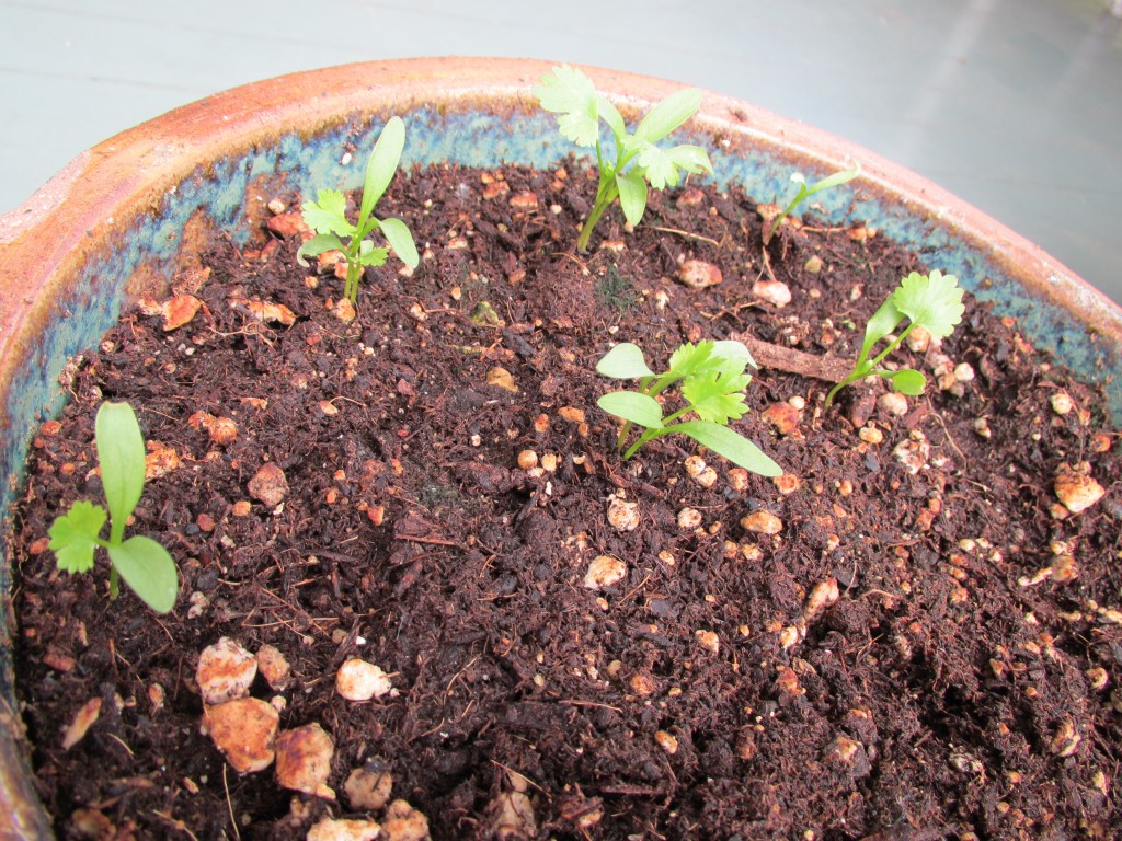 Baby cilantro