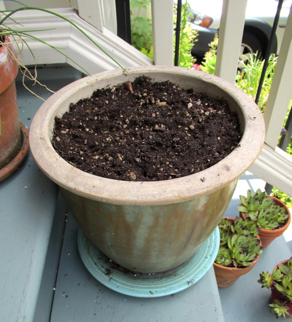 Sweet potato vines