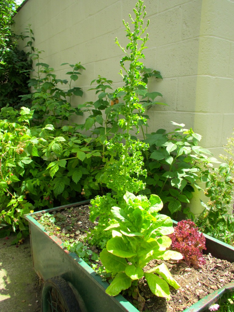 Lettuce tree