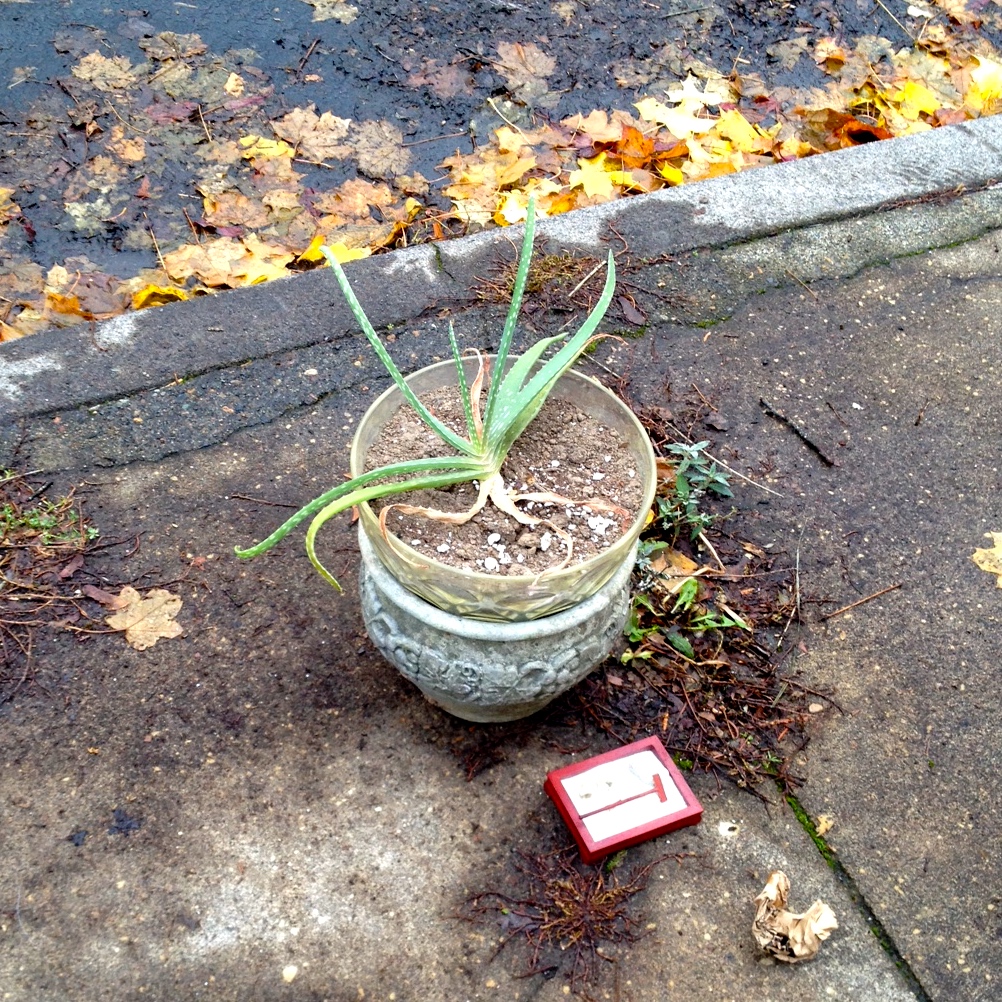 Free aloe plant