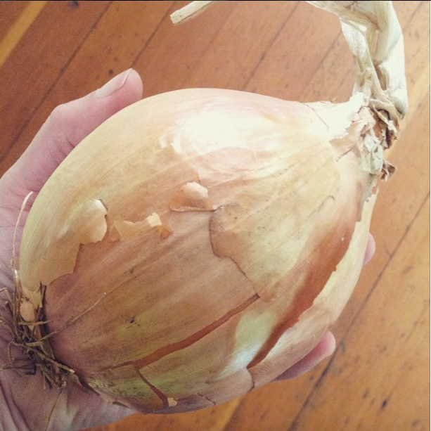 Big onion