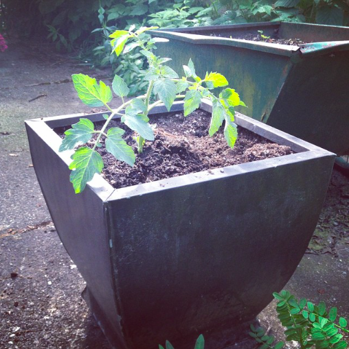 Volunteer tomato plant