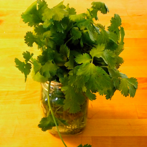 Cilantro