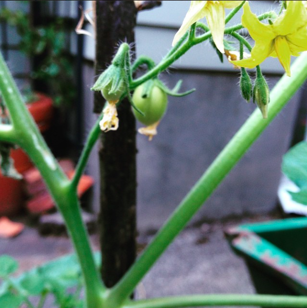 Tomato plant