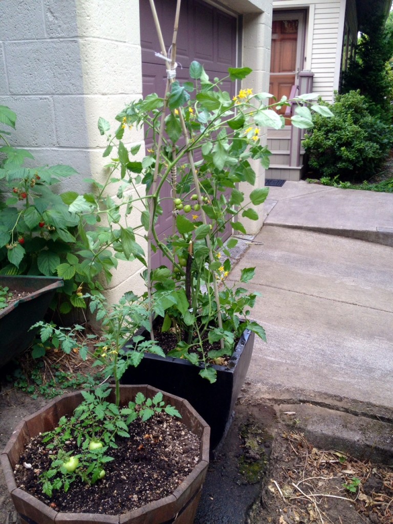 Tomato stakes