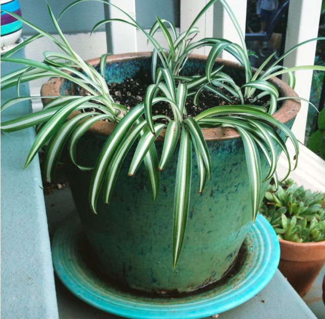 Spider plant