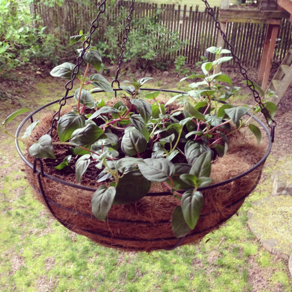 Hanging Fuchsias