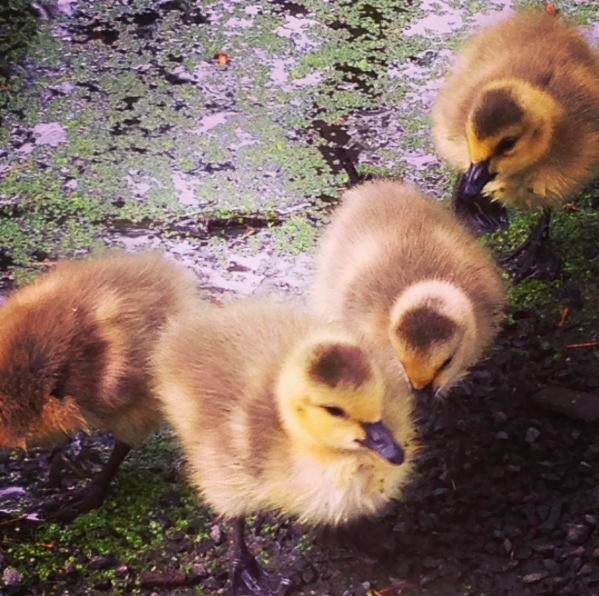 Goslings