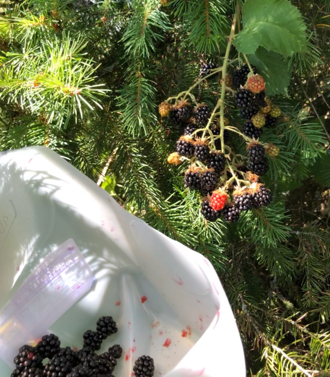 foraged-berries-foraged-jam-laptrinhx-news