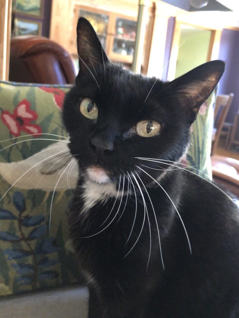 Five Frugal Things -- Pumpkin Pies & Saying Goodbye to Zelda