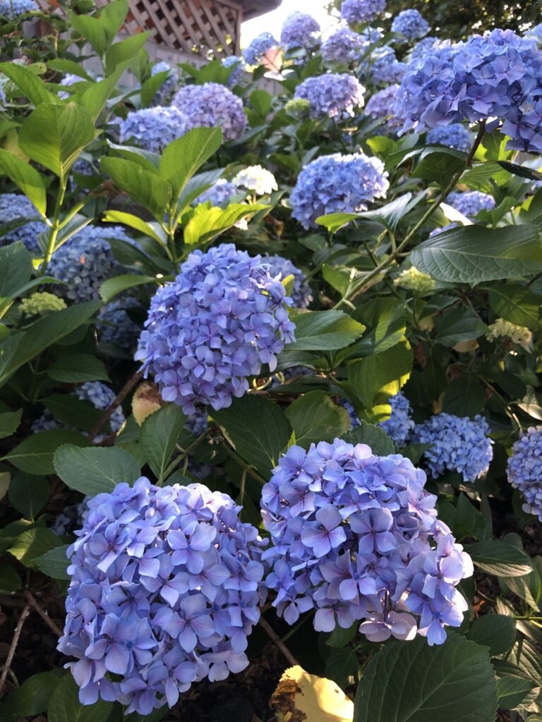 Five Frugal Things -- Hydrangeas & Poppies