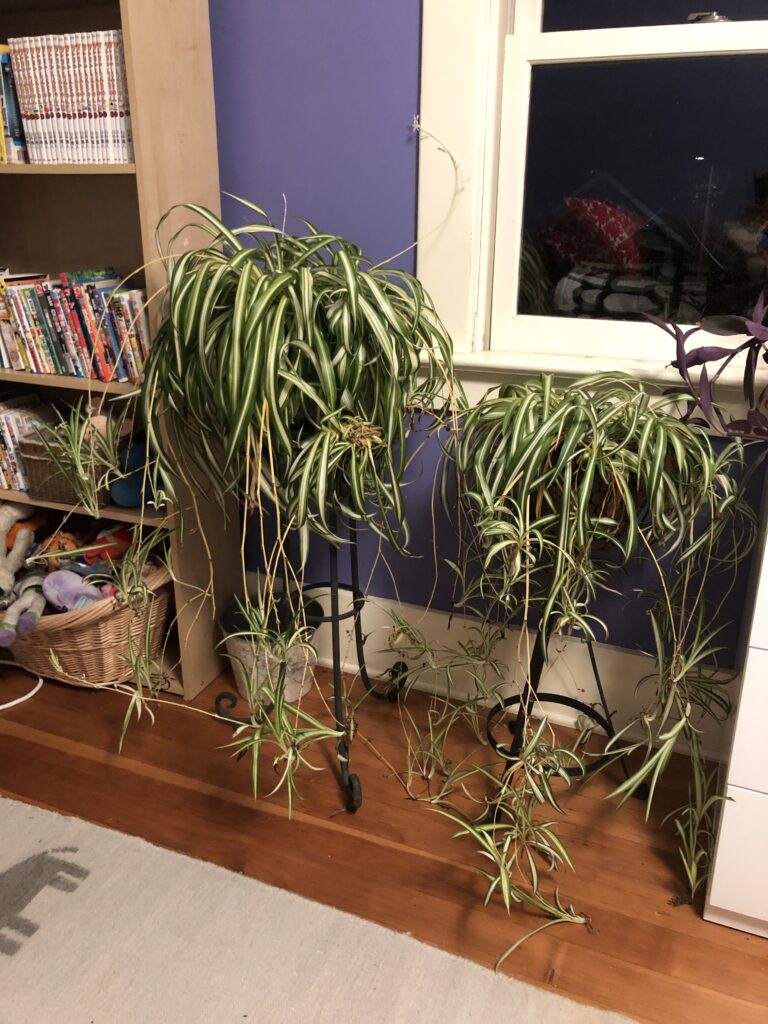 Five Frugal Things -- Getting a Head Start on Gardening