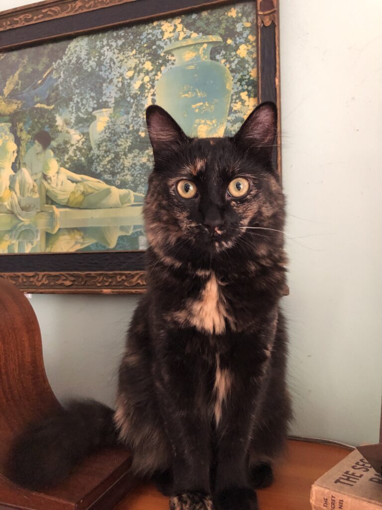 Three Frugal Things -- Backpacks & Kitty Cats!