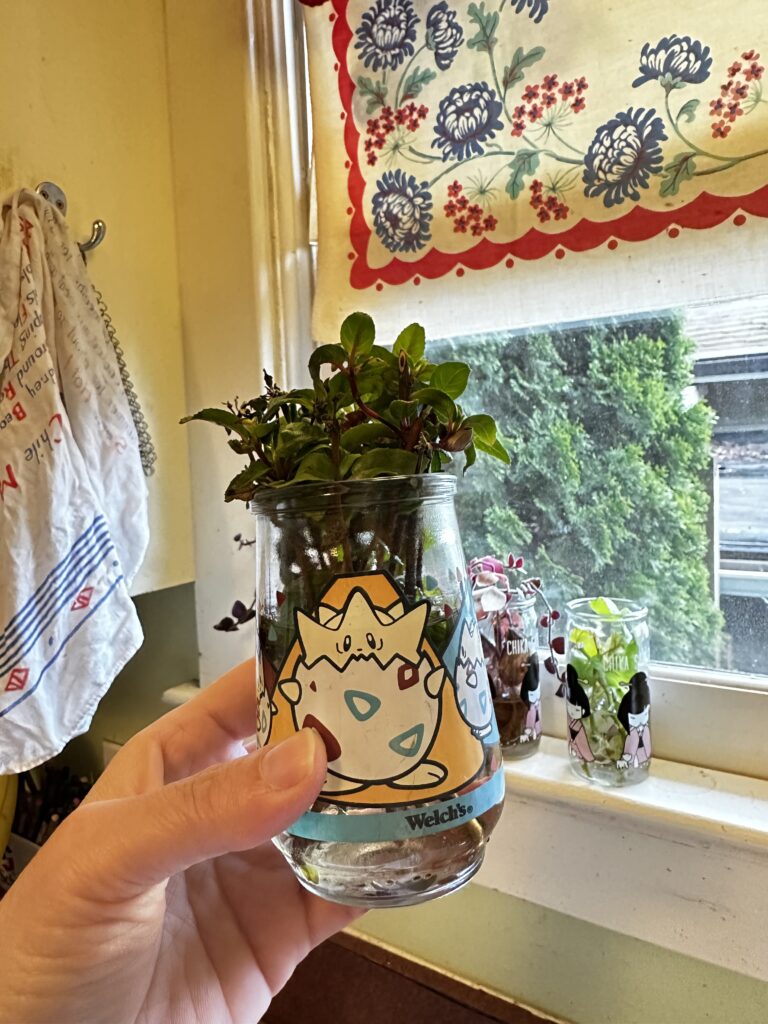 Four Frugal Things -- Dirt & Buttons & Propagated Fuchsias