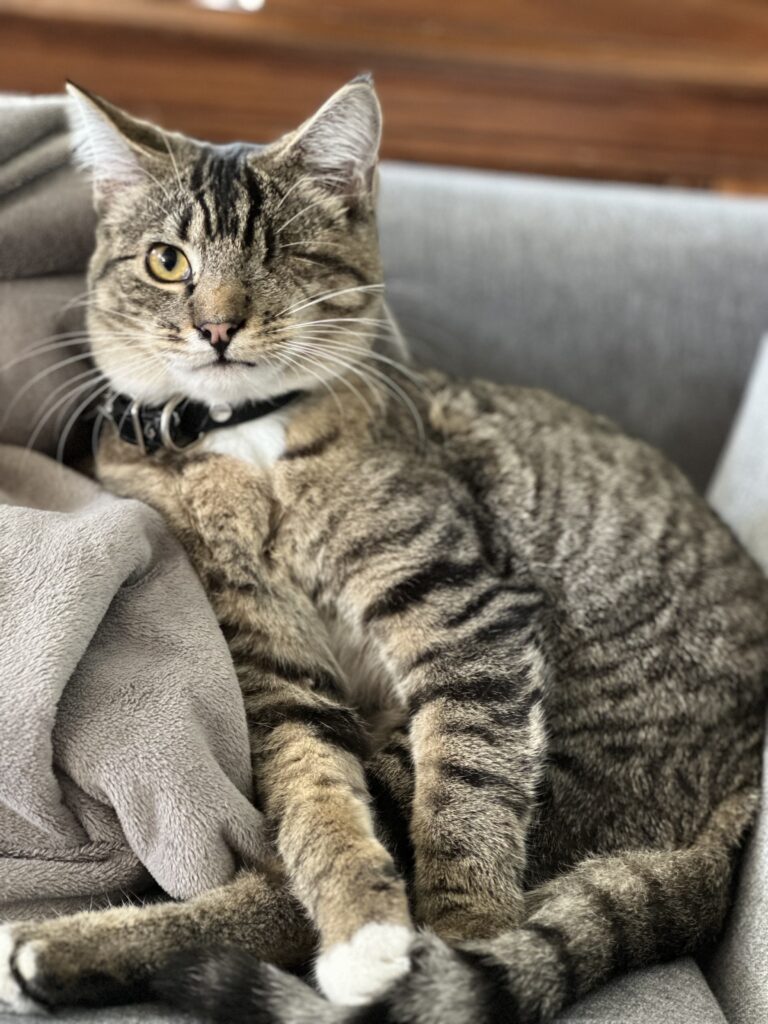 Five Frugal Things -- Repair Cafés & Tunaball