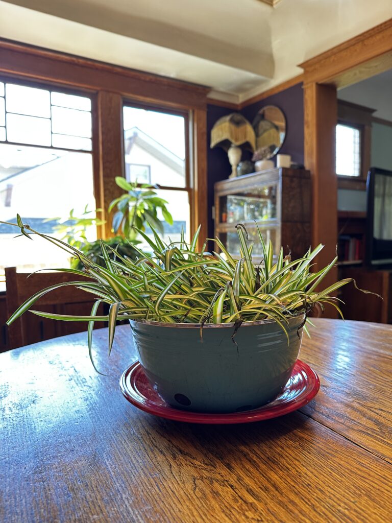 Five Frugal Things -- Minotaurs & Talking Sheep