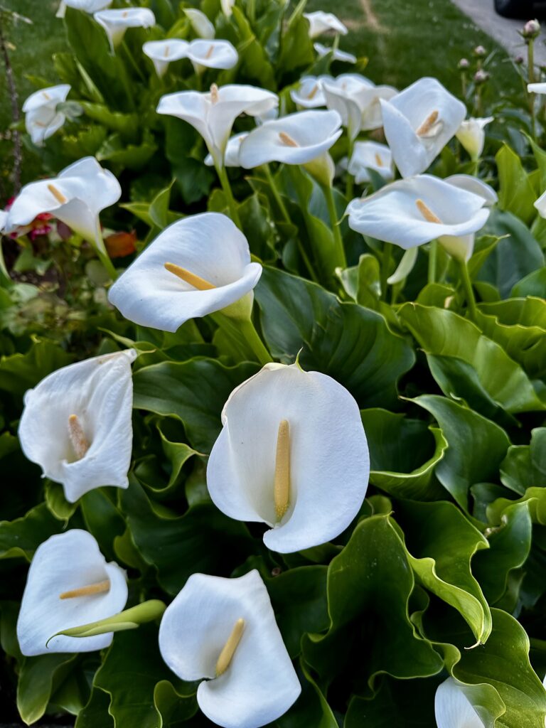 Five Frugal Things -- Beautiful Flowers & Frye Boots