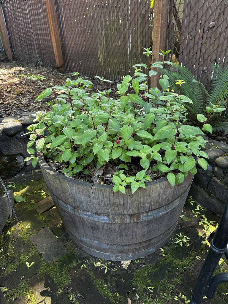 Five Tiny Frugal Things -- Backyard Plants