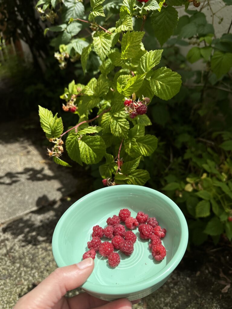 Four Frugal Things -- Raspberries & Thrift Mistakes