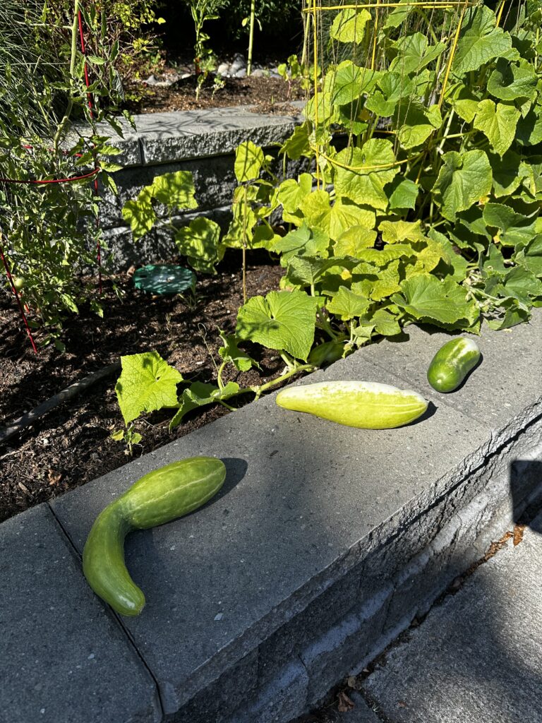 Five Frugal Things -- Free Cucumbers & $863 Frugality