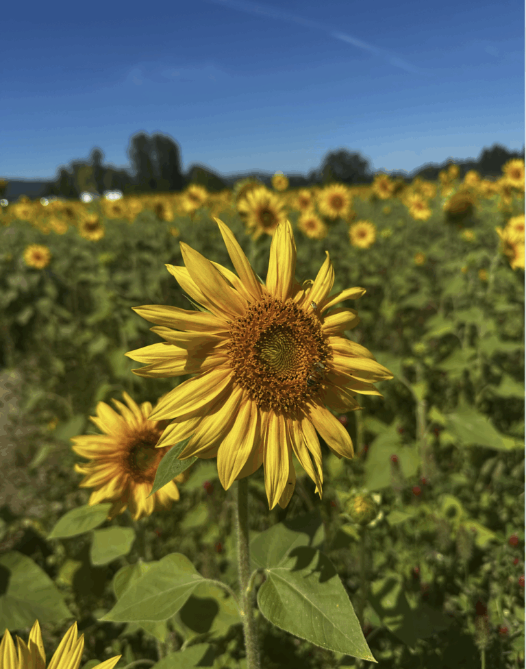 Five Frugal Things -- Sunflowers & Star Trek