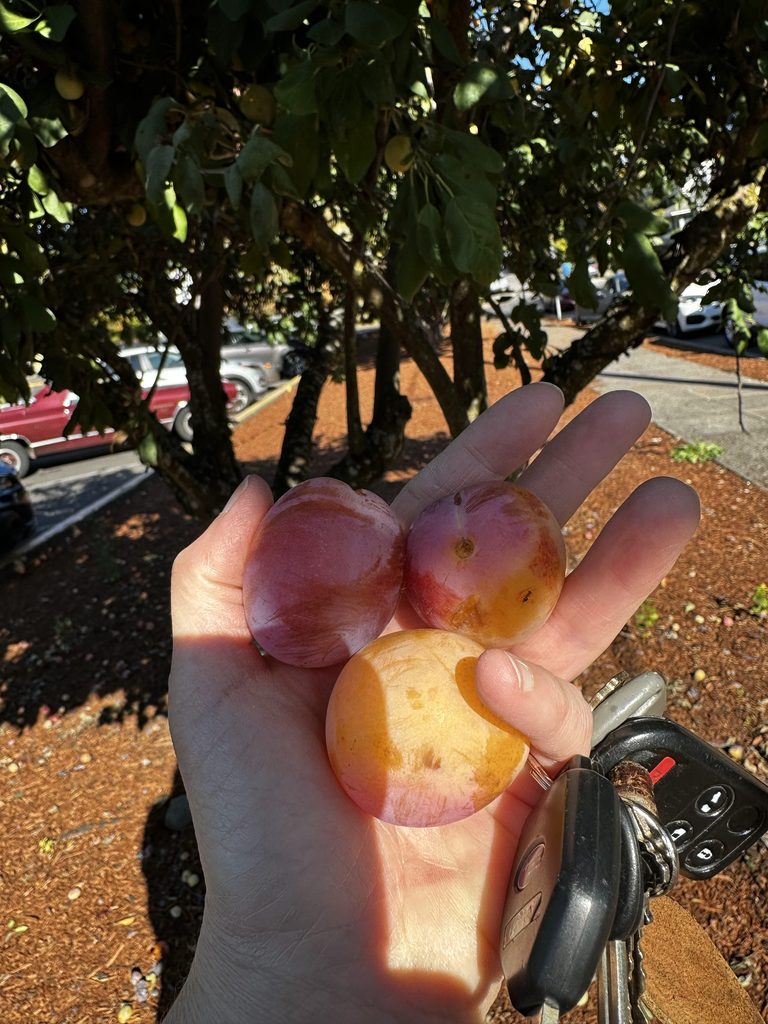 Five Frugal Things -- Trader Joe Plums & Smithereens