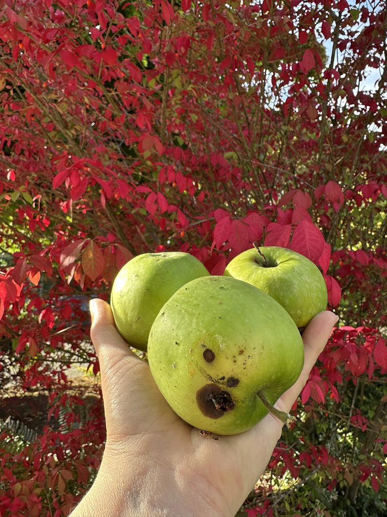 Five Frugal Things -- So Much Free Food!
