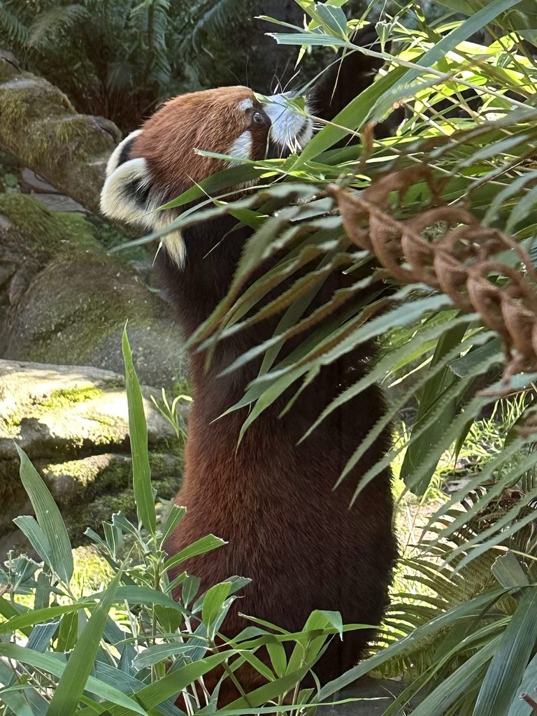 Two Frugal Things -- Peppers & Zoo Animals