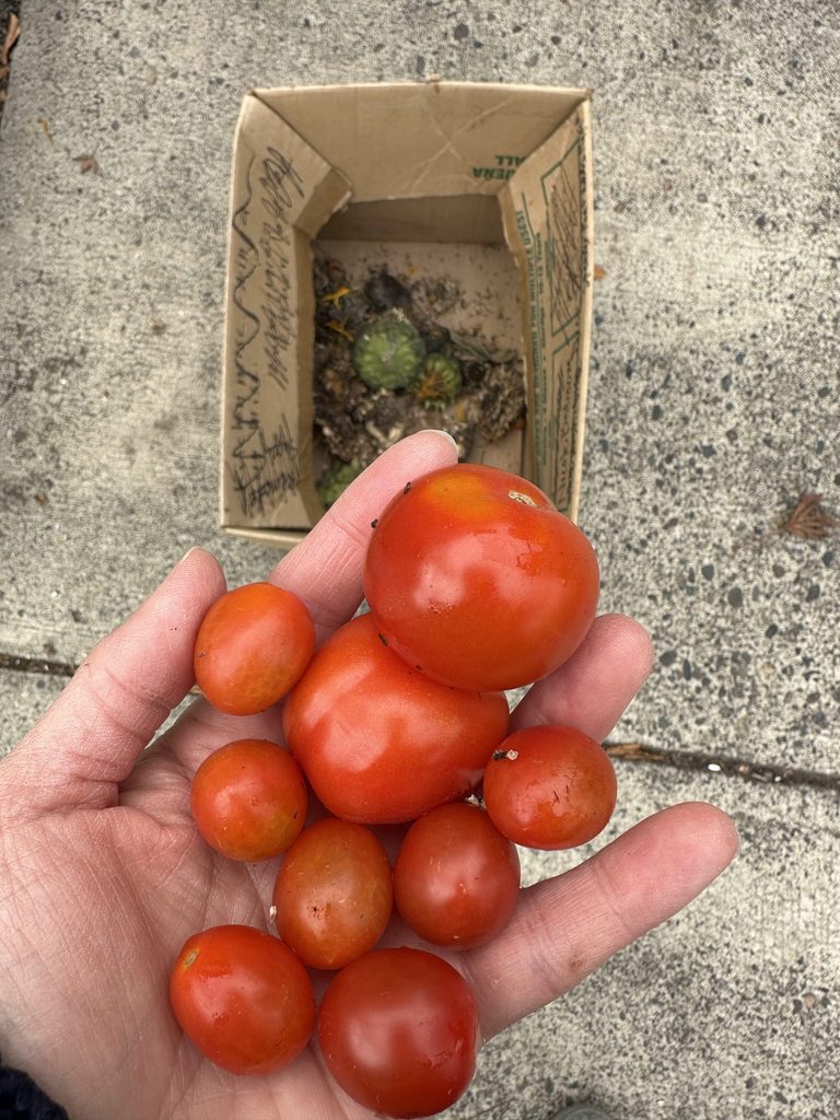 Five Frugal Things -- Backyard Deck & a Lucky Day!